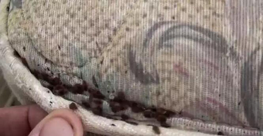 探花在线播放分享：劣質一屌探花中文在线观看危害多